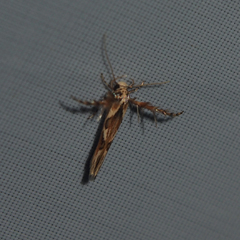 Stathmopoda stimulata