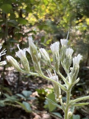 Eupatorium album