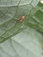 Zygoballus rufipes