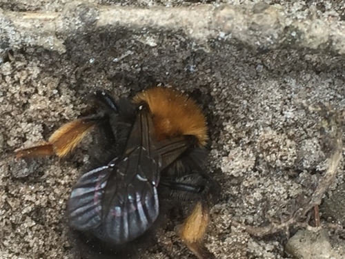 Clark's Mining Bee, Anloo - Kniphorstbos, photo 9 of 10
