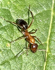 Formica pallidefulva