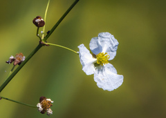 Sagittaria graminea