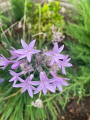 Tulbaghia