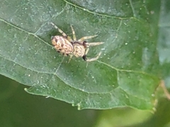 Zygoballus rufipes