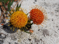 Leucospermum prostratum