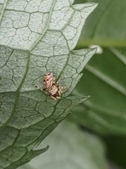 Zygoballus rufipes