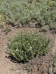 Eucephalus paucicapitatus