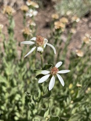 Eucephalus paucicapitatus