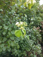 Viburnum recognitum