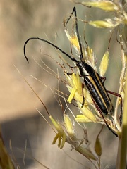 Sphaenothecus bilineatus