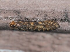 Amydria effrenatella