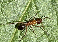 Formica pallidefulva