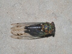 Neotibicen linnei