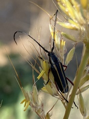 Sphaenothecus bilineatus