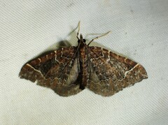 Eulithis flavibrunneata