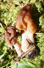 Gyromitra infula
