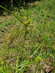 Cyperus eragrostis image