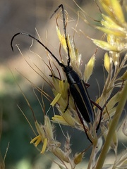 Sphaenothecus bilineatus