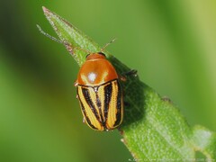 Cryptocephalus