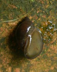 Ampullaceana balthica