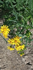 Senecio squalidus