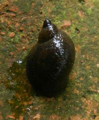 Ampullaceana balthica