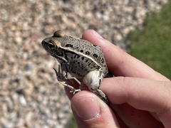 Lithobates berlandieri