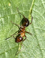 Formica pallidefulva