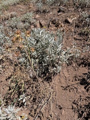 Lomatium dissectum