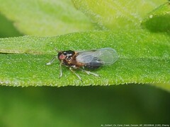 Pissonotus piceus