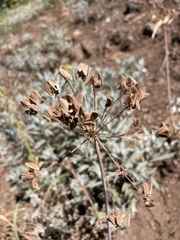 Lomatium dissectum