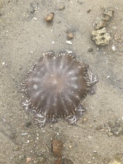 Scyphozoa
