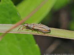 Paromius longulus