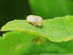 Clastoptera xanthocephala