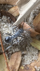 Polyrhachis militaris