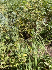 Osmorhiza occidentalis
