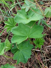 Alchemilla vulgaris