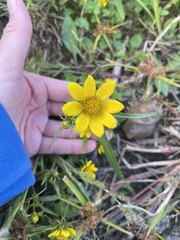 Bidens polylepis