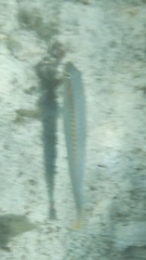 Halichoeres scapularis