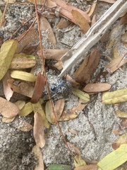 Polyrhachis militaris