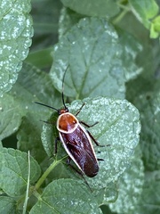 Pseudomops septentrionalis