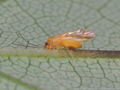 Xanthocaecilius