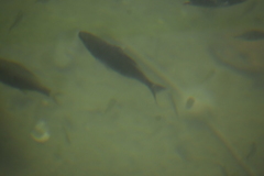 Cymatogaster aggregata