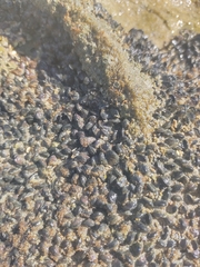 Mytilidae
