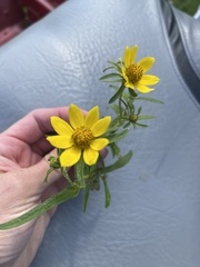 Bidens polylepis