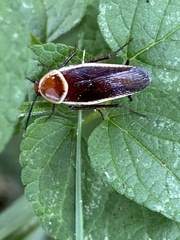 Pseudomops septentrionalis