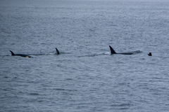 Orcinus orca