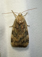 Cryptocala acadiensis