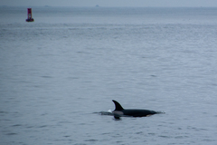 Orcinus orca