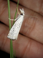 Chrysoteuchia distinctellus